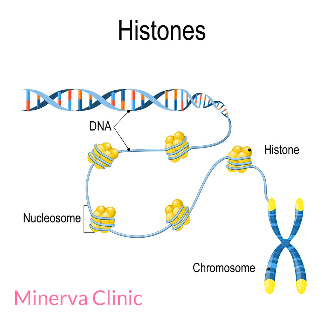 DNAとヌクレオソームヒストン