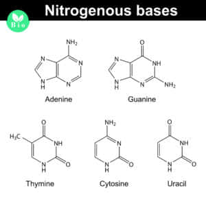 核酸の化学構造式
