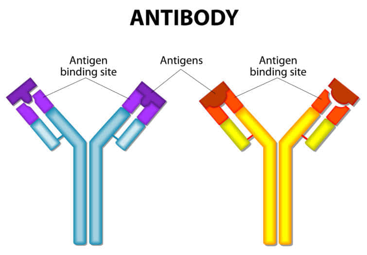 抗体と抗原