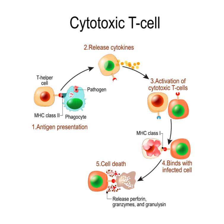 Cytotoxic T cell。T細胞は、免疫反応を制御し、パーフォリンやグランザイムを放出して、感染細胞やがん細胞を攻撃する。パーフォリンの働きにより、グランザイムは細胞質に入る