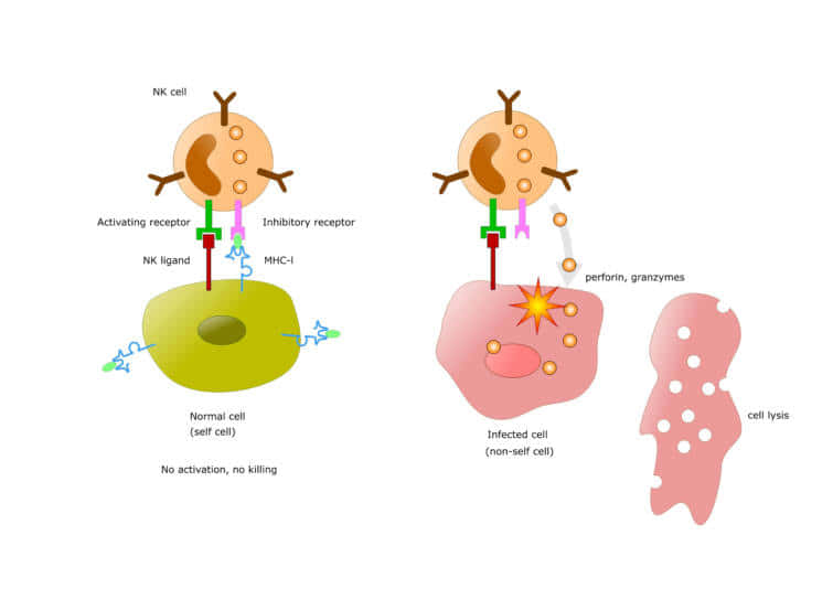 T細胞による細胞傷害