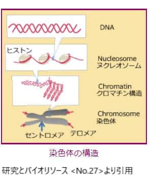 染色体の構造
