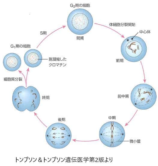 細胞分裂 ゲノム情報伝達の仕組み 細胞周期 東京 ミネルバクリニック