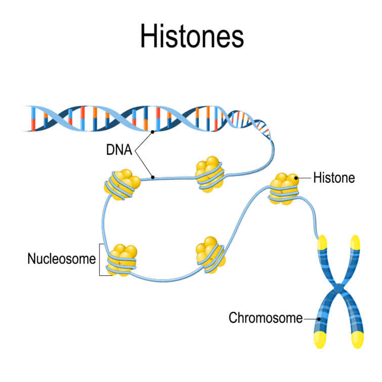 遺伝病を理解するためのヒトゲノム：索引