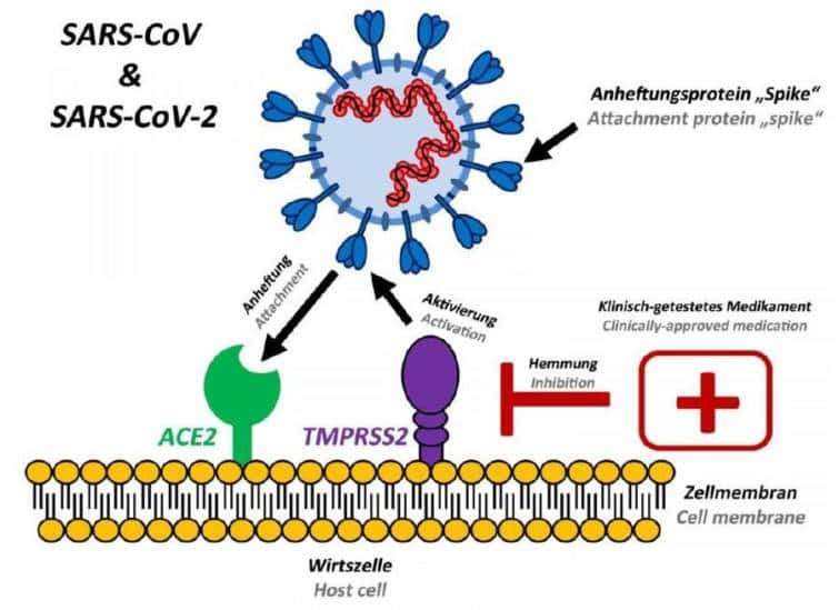 コロナウイルスのSタンパク構造とACE2
