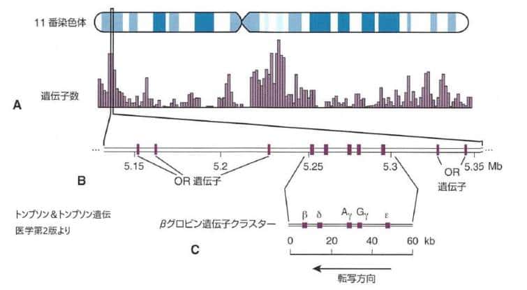 遺伝子の構造と産物 東京 神宮外苑ミネルバクリニック