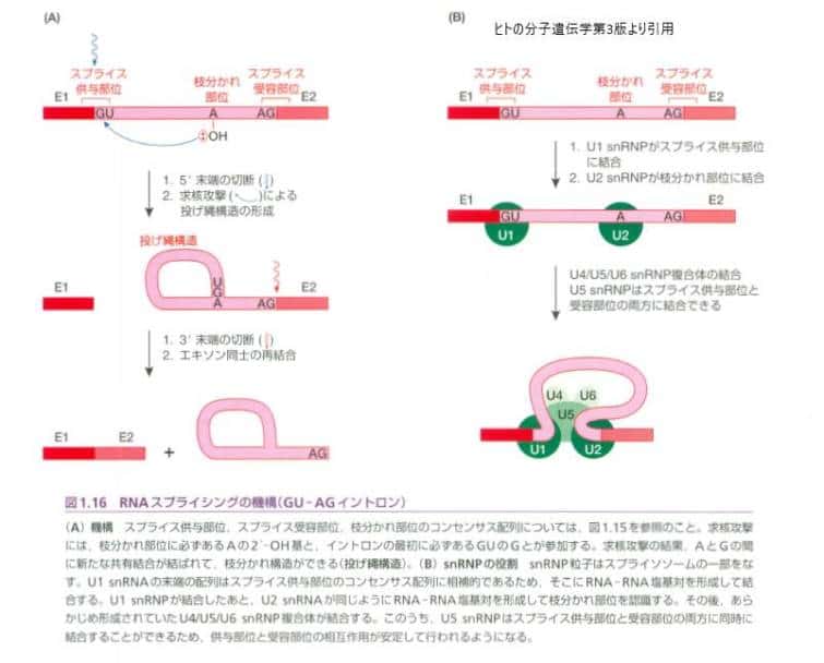 RNAスプライシングの仕組み