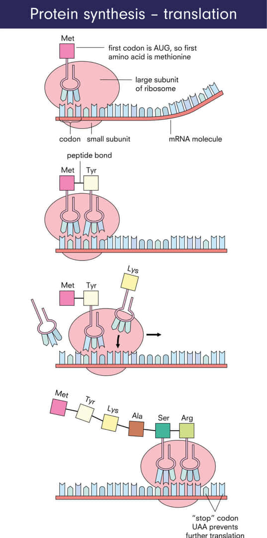 mRNAからリボソームでアミノ酸が付加されてタンパクに翻訳される過程