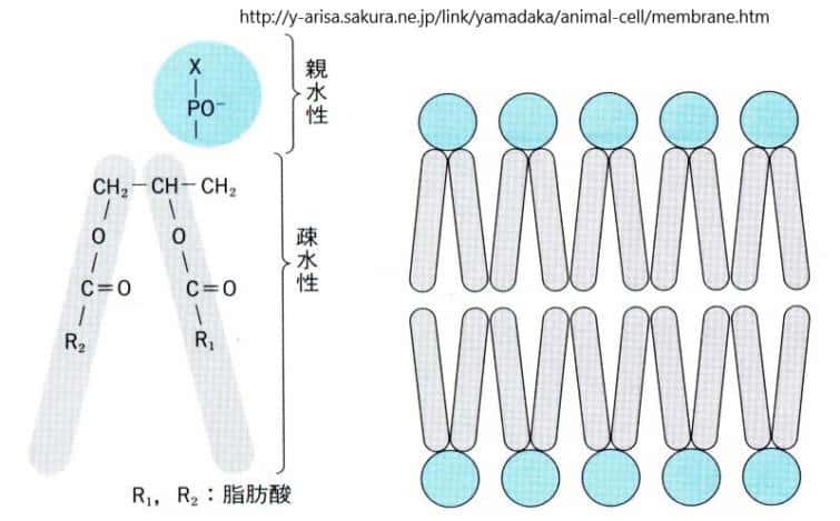 脂質二重膜である細胞膜を構成するリン脂質の構造