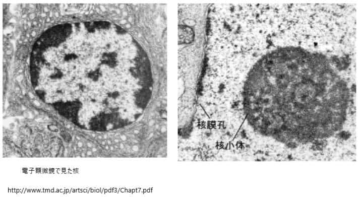 電子顕微鏡で見た核　核膜孔　核小体