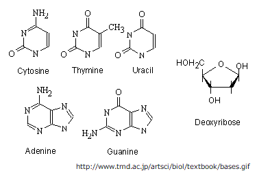 核酸の構造式