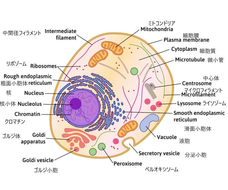 細胞と細胞内小器官