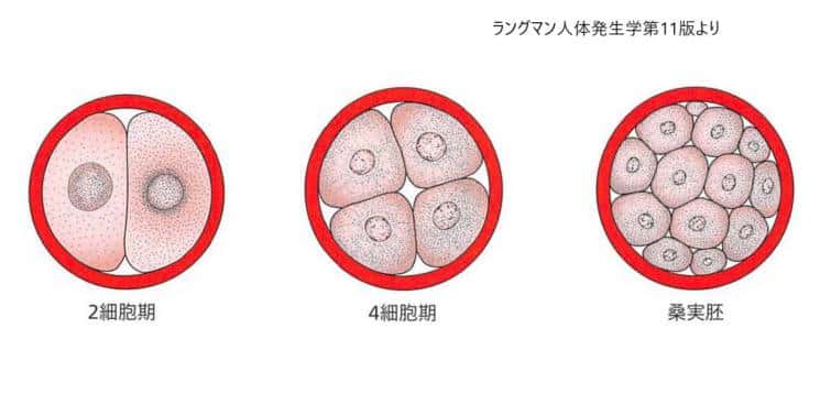2細胞期から桑実胚