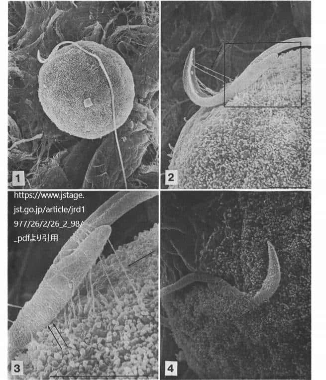 マウスの卵細胞表面に精子が付着 