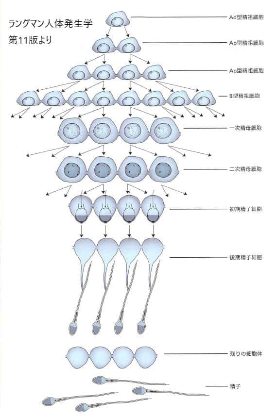 精子形成 体数分裂 有糸分裂の過程 精子形成を促すホルモン 所要期間を解説 東京 ミネルバクリニック