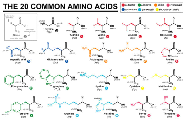 主要アミノ酸の化学構造