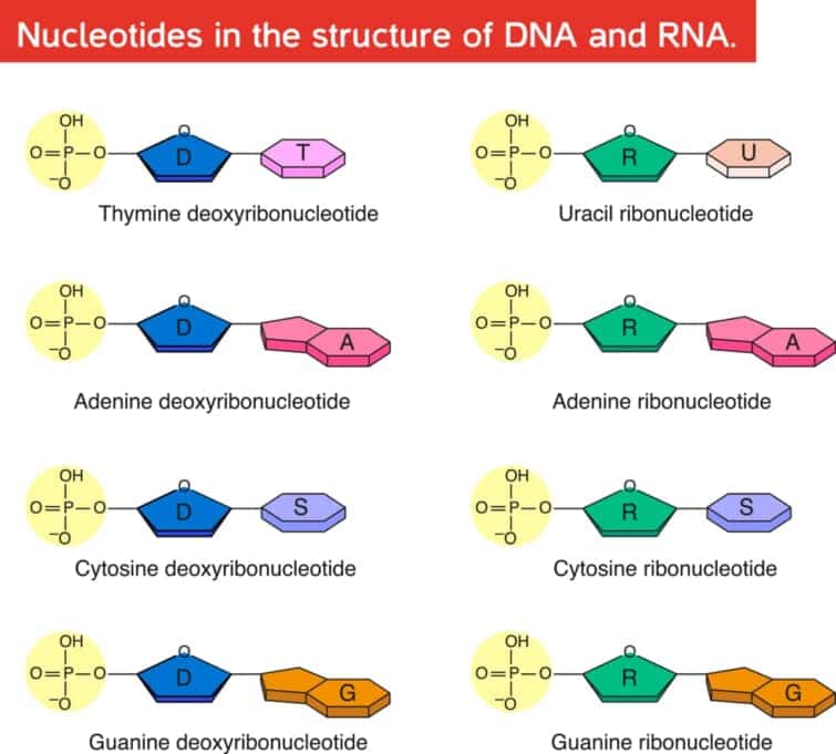 DNAとRNAのヌクレオチド