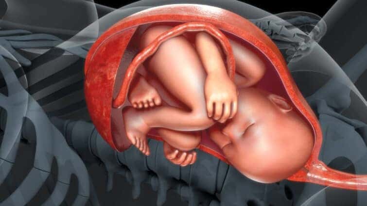 妊娠後期の胎児のイメージ画像