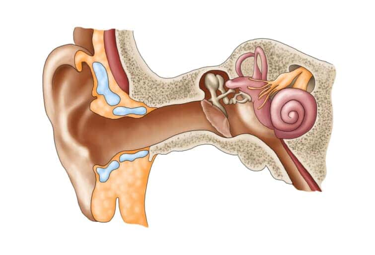 聴覚器官の構造