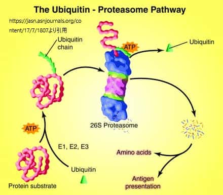 The ubiquitin (Ub)-proteasome pathway