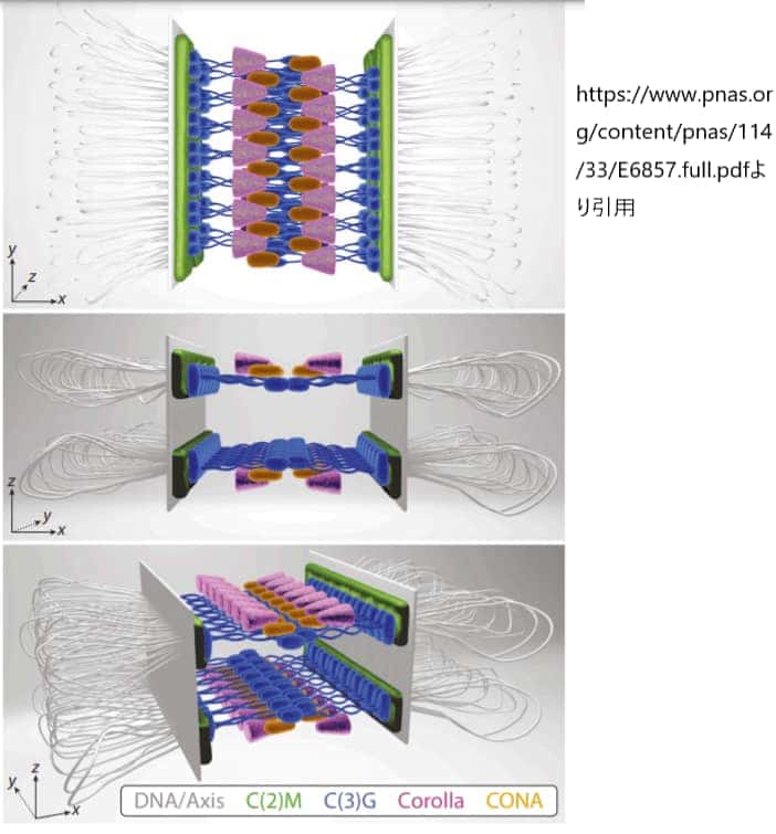 ショウジョウバエのシナプトネマ複合体SCの3Dモデル