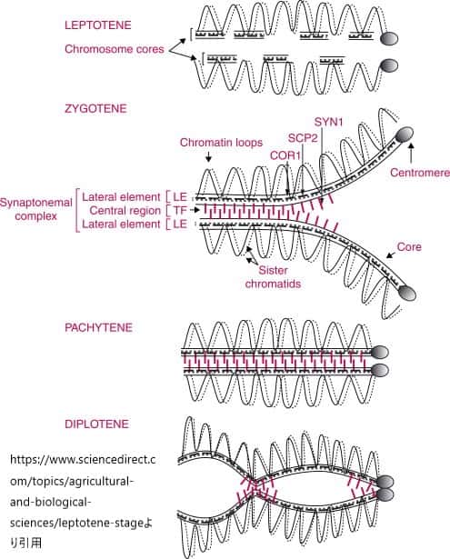 減数分裂期の各段階におけるシナプトネマ複合体の発達と構造を図式化したもの