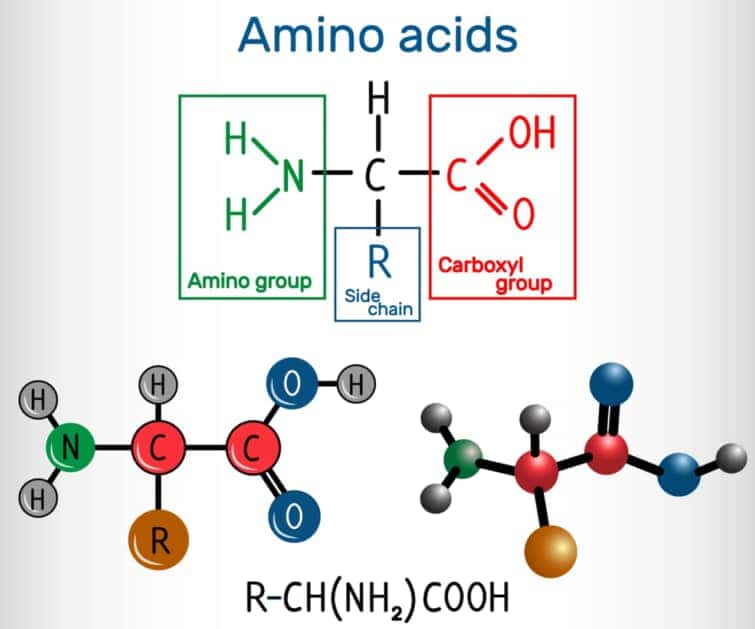 アミノ酸の化学構造