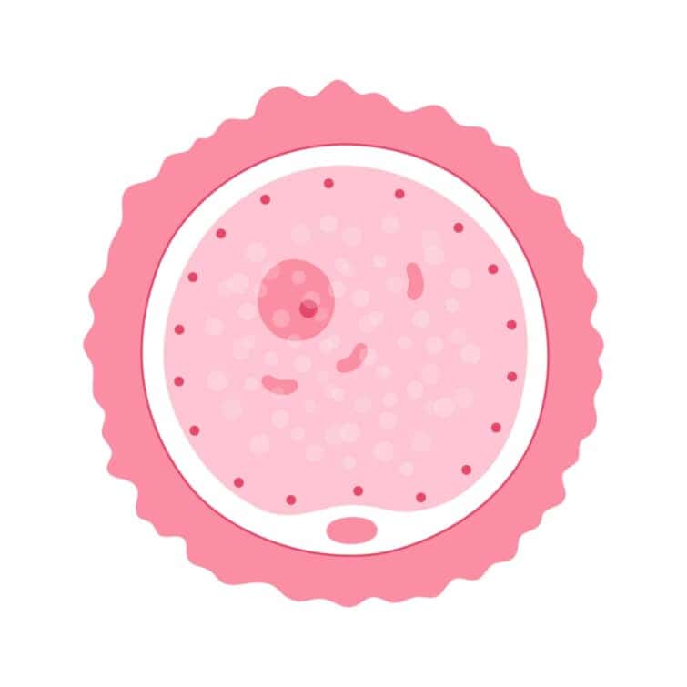 卵子の寿命は排卵後24時間！妊娠の仕組みや妊娠成立の条件について