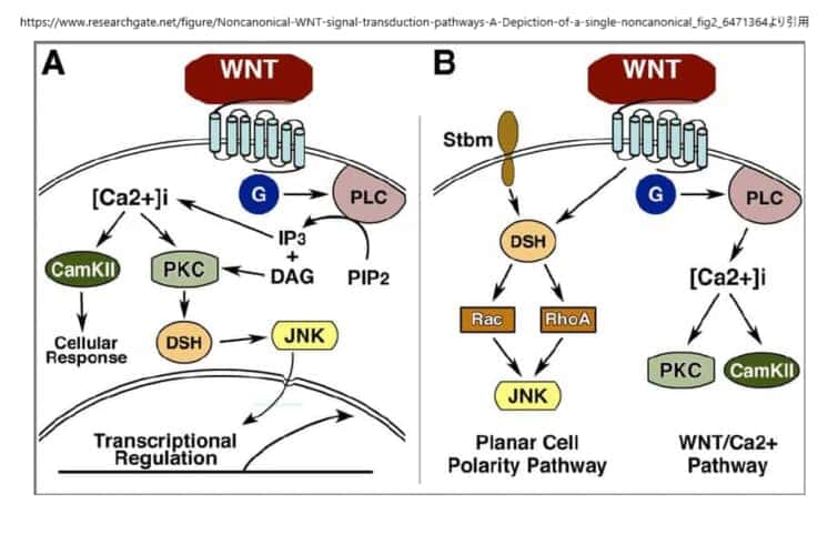 non canonical wnt pathway