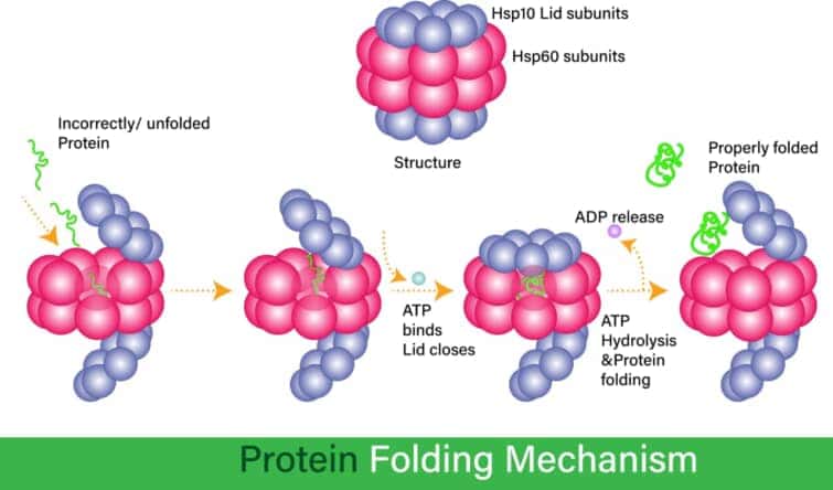 Hsp60内のタンパク質の折り畳み、不適切に折り畳まれたタンパク質の再折り畳み、または細胞ベクターイラストEPS内のヒートショックタンパク質のシャペロン