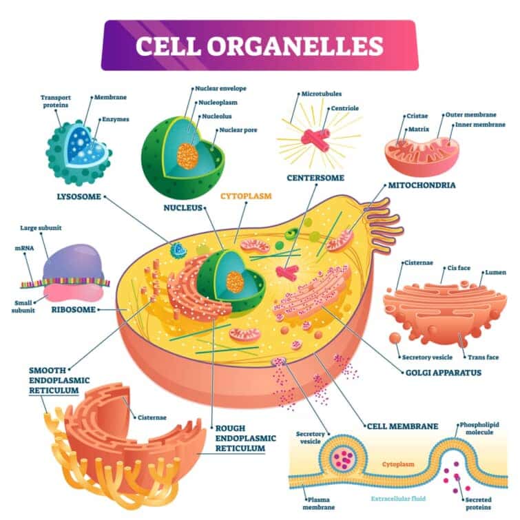 細胞内小器官