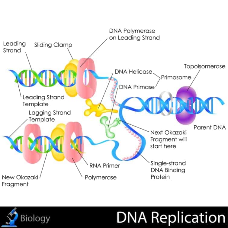 DNAに結合して複製される仕組み