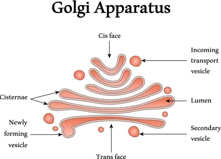 ゴルジ体　Golgi apparatus