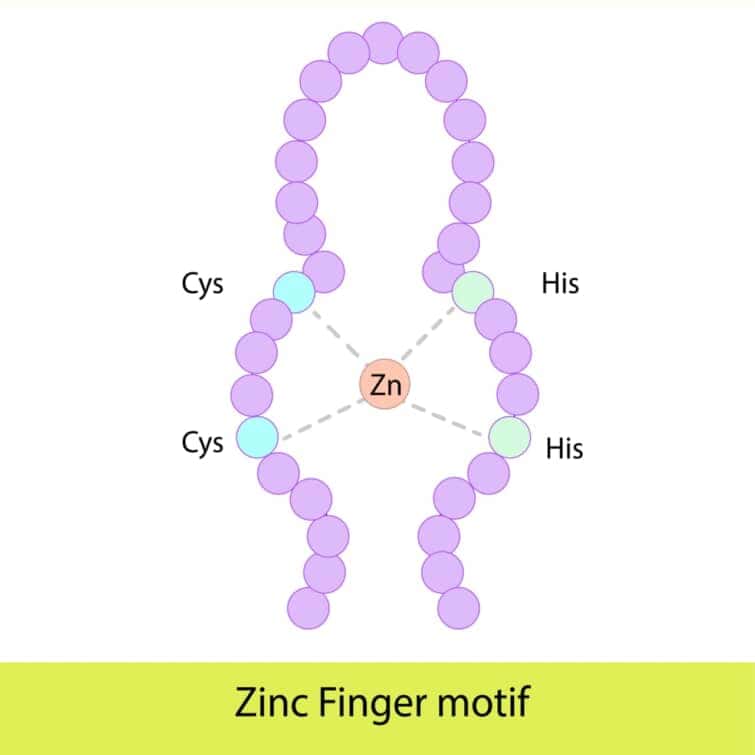 zinc finger
