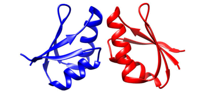 分子シャペロンの3Dイメージ画像