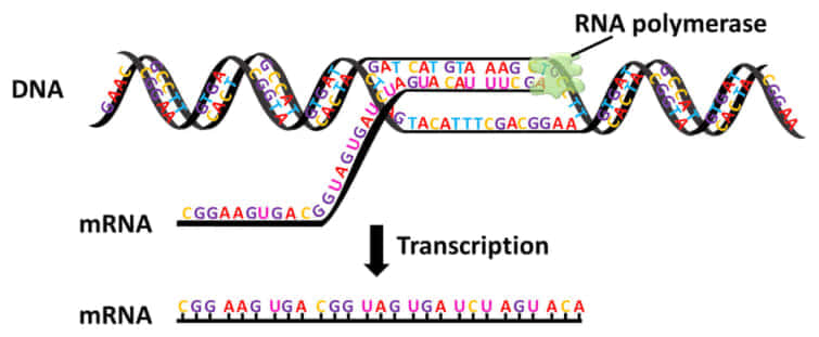 RNAポリメラーゼ