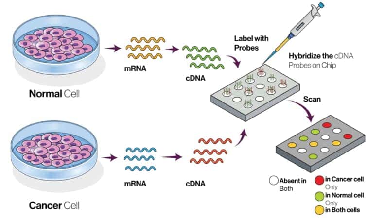 DNAマイクロアレイの手順
