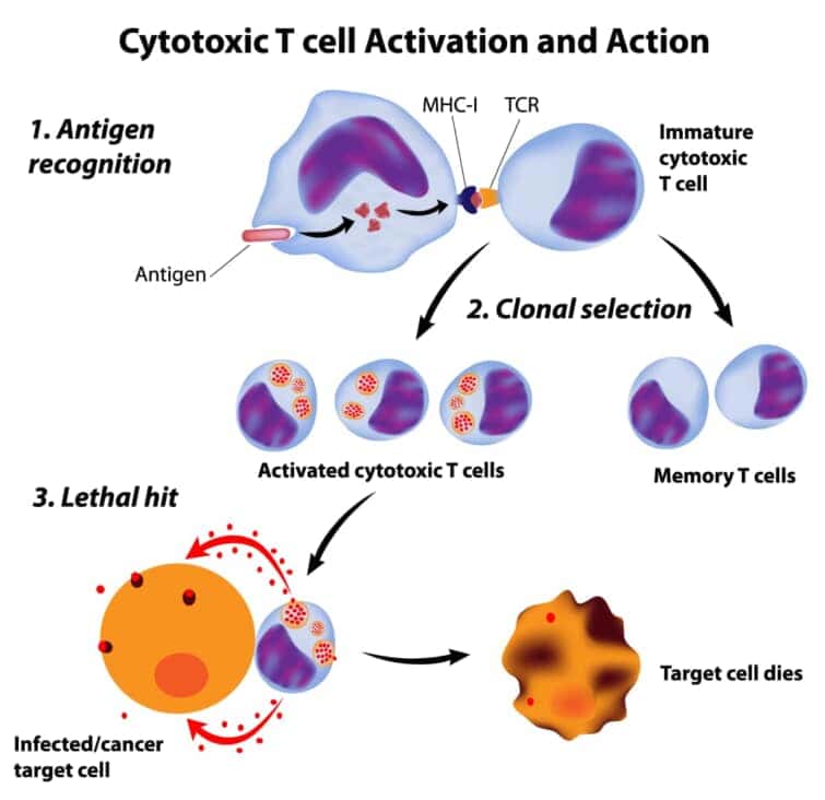 免疫系の基礎、細胞傷害性t細胞の機能  A