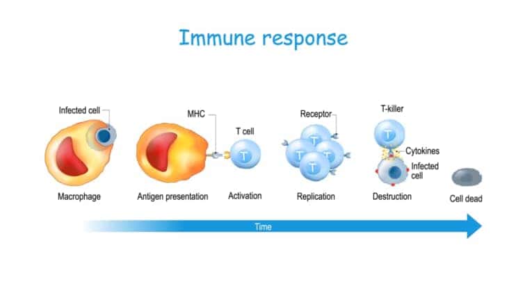 免疫反応と抗原提示。 T細胞の活性化。 Tリンパ球は白血球である。 細胞性免疫