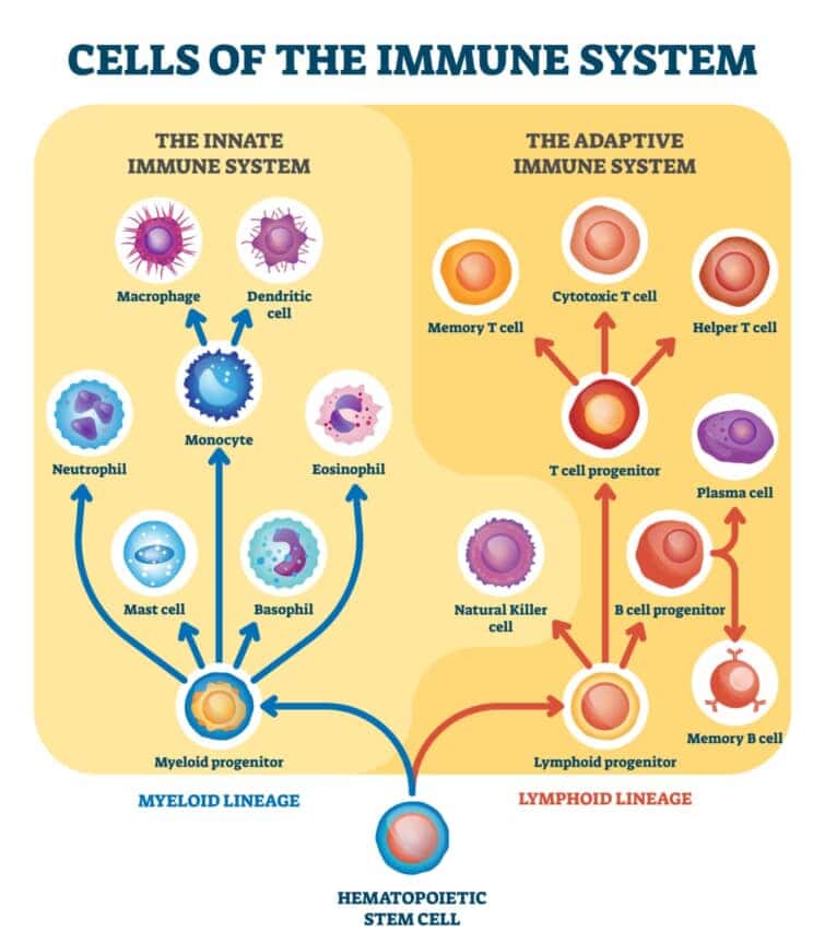 免疫系細胞のイラスト。リンパ系細胞、骨髄前駆細胞を含む。自然免疫と獲得免疫。