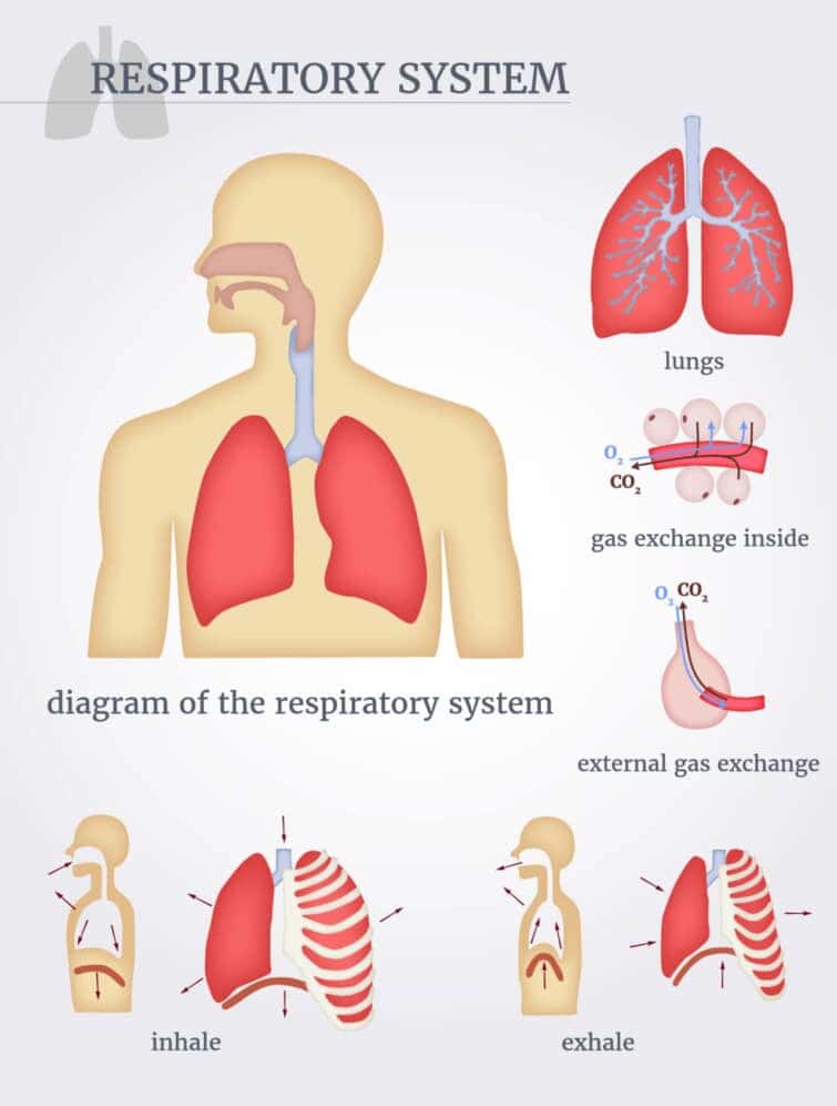 人体の呼吸器である肺とその機能のイラスト