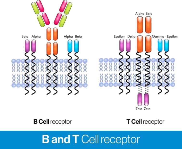 B細胞受容体とT細胞受容体