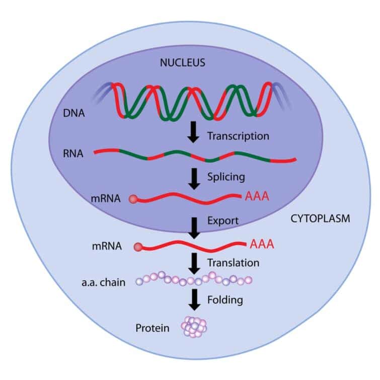遺伝子発現の段階　mRNAスプライシングからタンパクまで