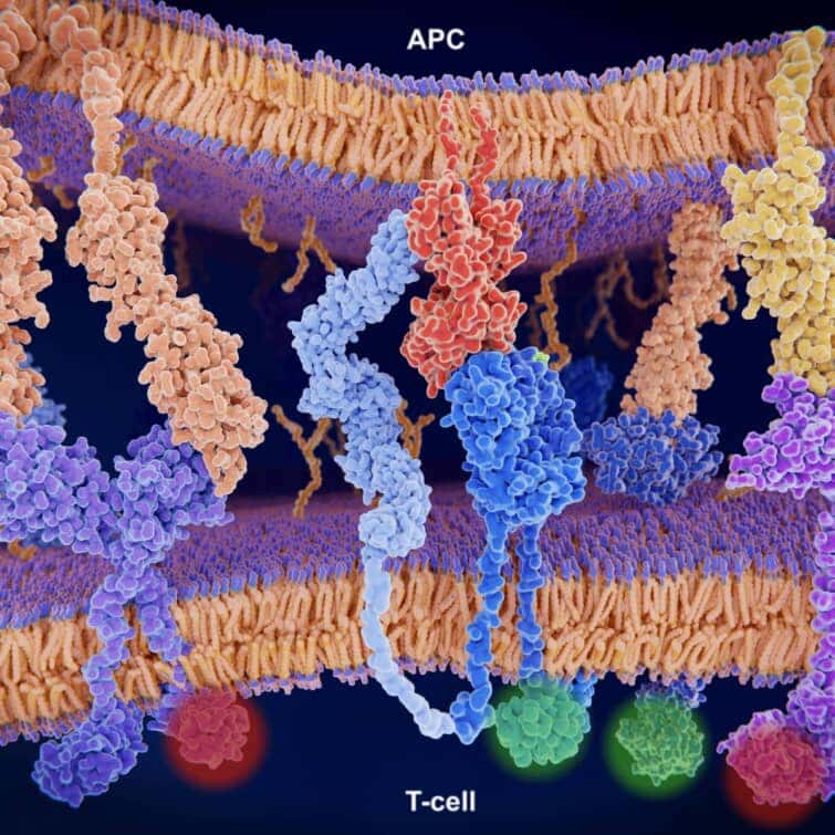 T細胞に対する免疫反応の活性化/阻害： B7-1 （オレンジ）、CTLA-4 （紫色）、MHC-II （赤）、CD4 （明るい青）、T細胞受容体（青）、CD-28 （暗い青）、PD-L1 （黄色）、PD-1 （紫色）