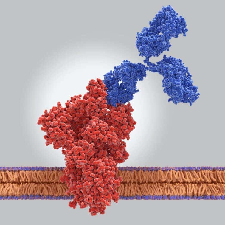 コロナウイルスSARS-CpV-2のスパイク(S)タンパク質に結合する抗体。