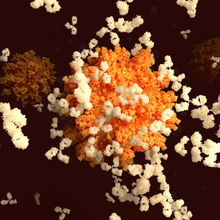 SARS-CpV-2ウイルスのスパイク(S)タンパク質に対する抗体の結合は、コロナウイルス.PDB 1igtに対する免疫を開発する上で不可欠なステップである。