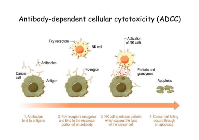 抗体依存性細胞毒性(ADCC)。 細胞を介した免疫防御。 がん細胞の抗原は、特異的な抗体によって結合されている。 ナチュラルキラー(NK)細胞を持つ免疫系