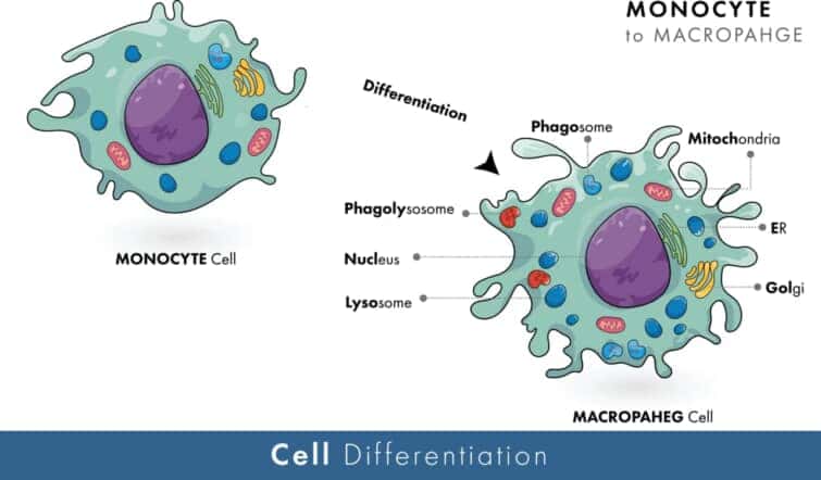 単球からマクロファージ分化過程、単球細胞からの免疫食細胞マクロファージ形成