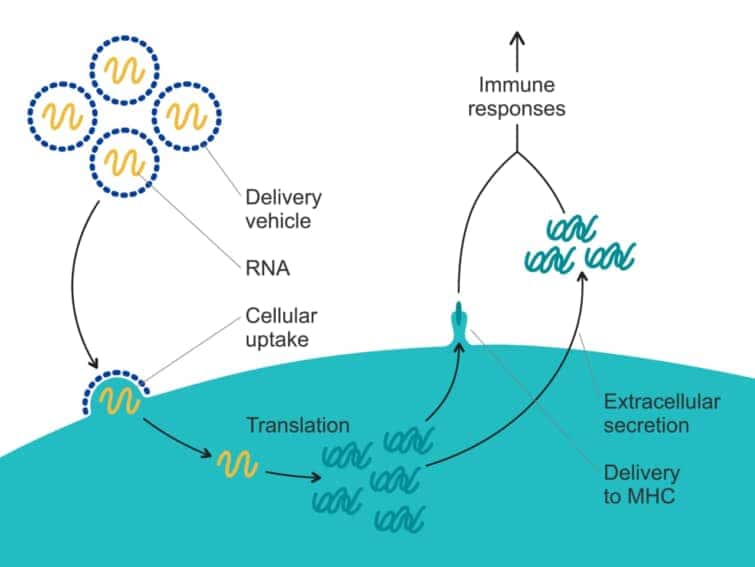 mRNAワクチンの効果発現機序