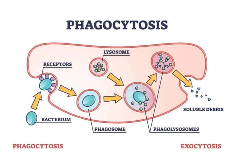 細胞摂取と除去プロセスの概要図としての貪食作用。敵、細菌、粒子のベクターイラストを除去する細胞免疫反応と解剖学的生物機構。